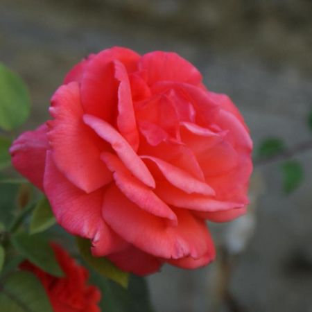 Romantic Gite Nr St Emilion With Private Pool And Views To Die For Pujols  المظهر الخارجي الصورة